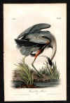 369 Great Blue Heron.jpg (103083 bytes)